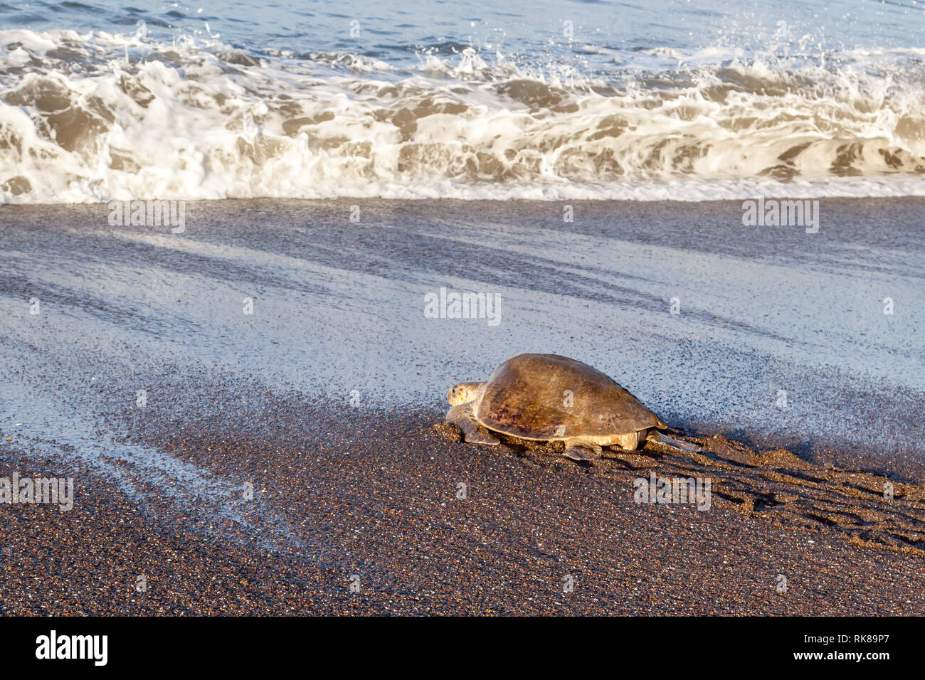 Un olive ridley sea turtle tornando al mare dopo la deposizione delle uova sulla spiaggia di mattina a Ostional Wildlife Refuge in Costa Rica. Foto Stock