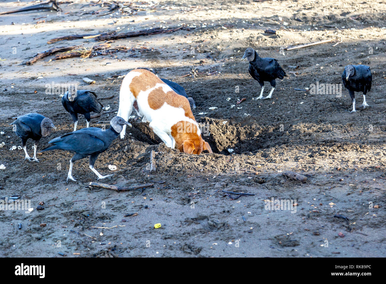Un cane di scavare le olive ridley Turtle Nest e gruppo di avvoltoi nero in attesa di mangiare uova sulla spiaggia di Ostional Wildlife Refuge in Costa Rica. Foto Stock
