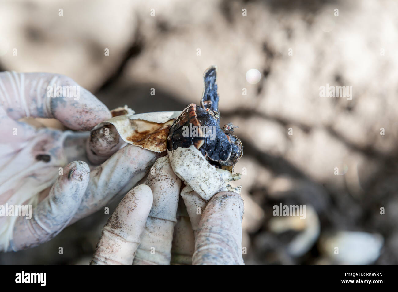In prossimità di una tartaruga non tratteggiata delle uova raccolte da un contributo di ricerca per lo studio di successo di cova sulla spiaggia in Costa Rica. Foto Stock
