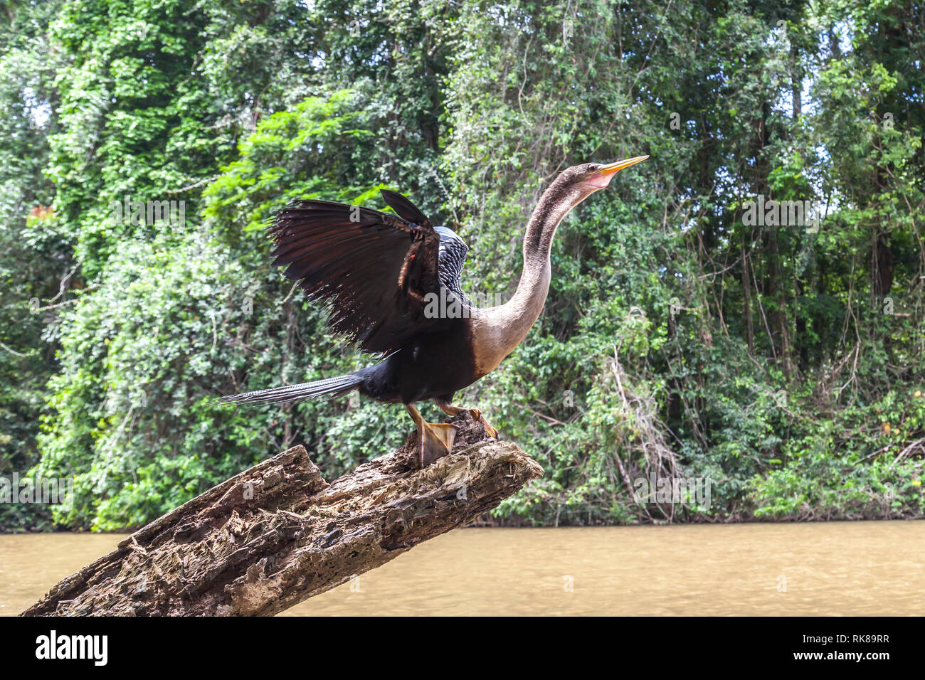 Anhinga (Anhinga anhinga ) asciugando le sue ali sulla struttura ad albero chunk nel Parco Nazionale di Tortuguero in Costa Rica. Foto Stock
