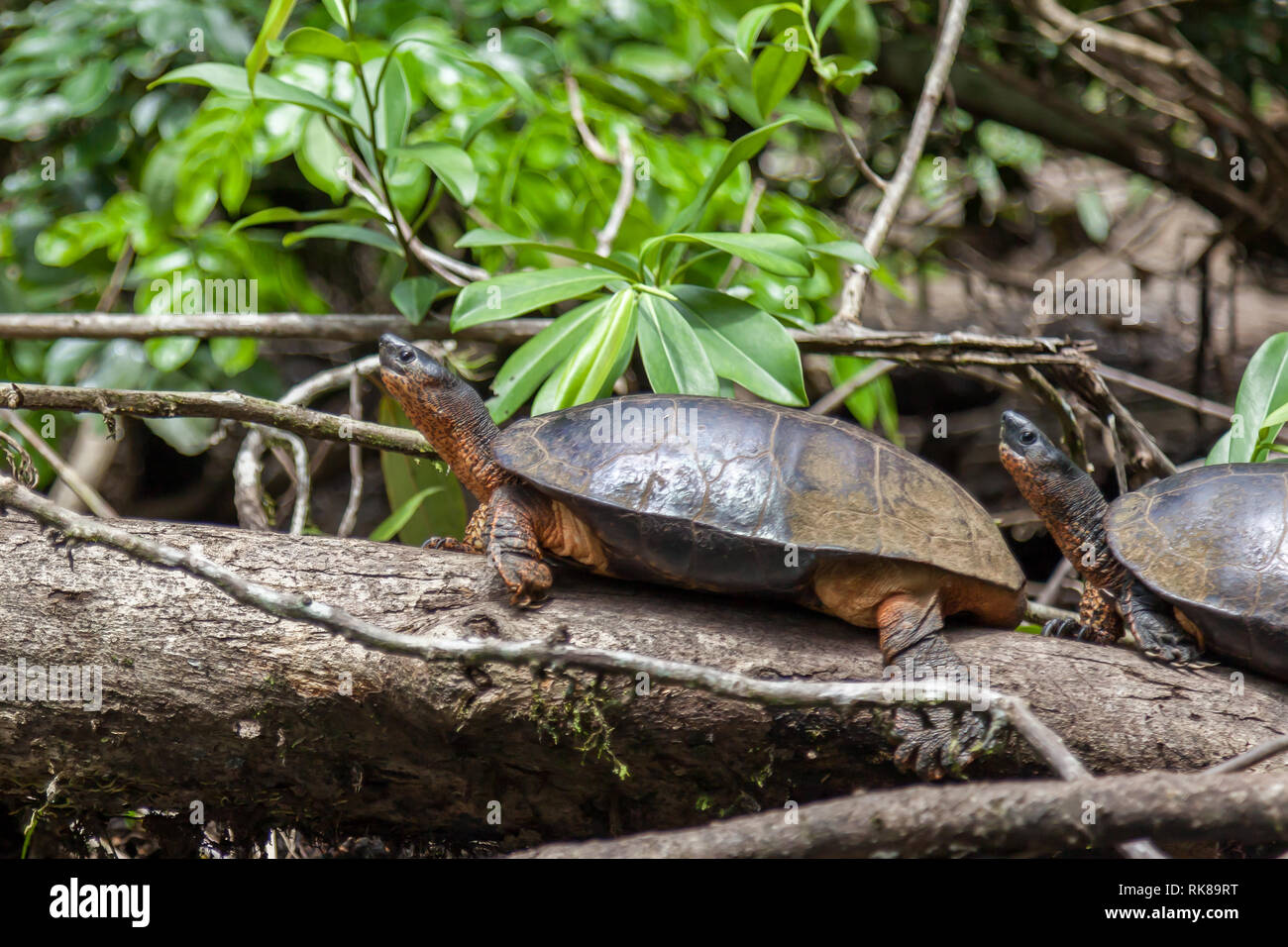 Due Black River tartarughe (Rhinoclemmys funerea) in appoggio sul pezzo ad albero nel Parco Nazionale di Tortuguero in Costa Rica. Foto Stock