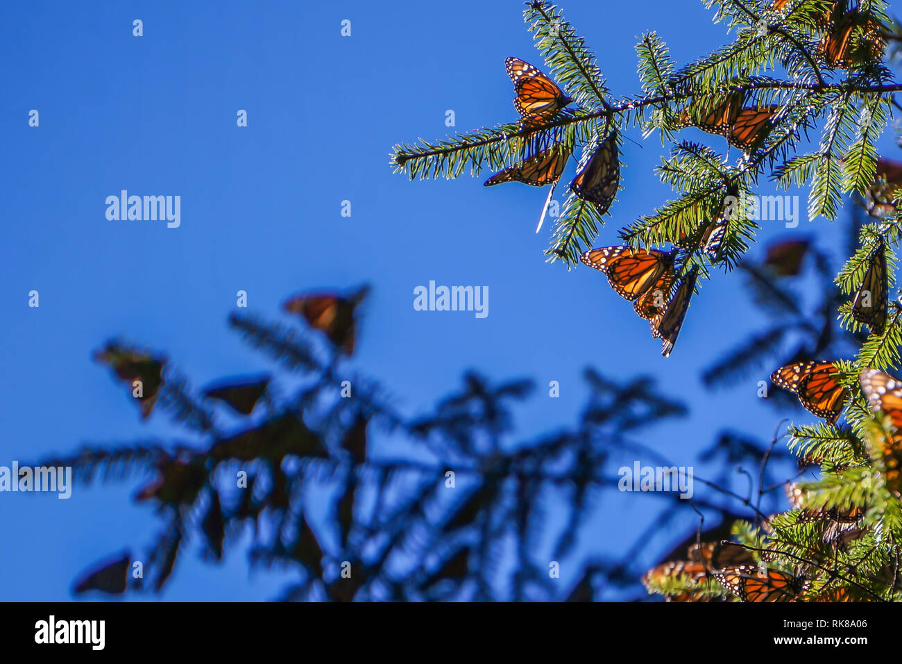 Farfalle monarca sui rami di alberi a farfalla monarca Riserva della Biosfera nel Michoacan, Messico, un sito del Patrimonio Mondiale. Foto Stock
