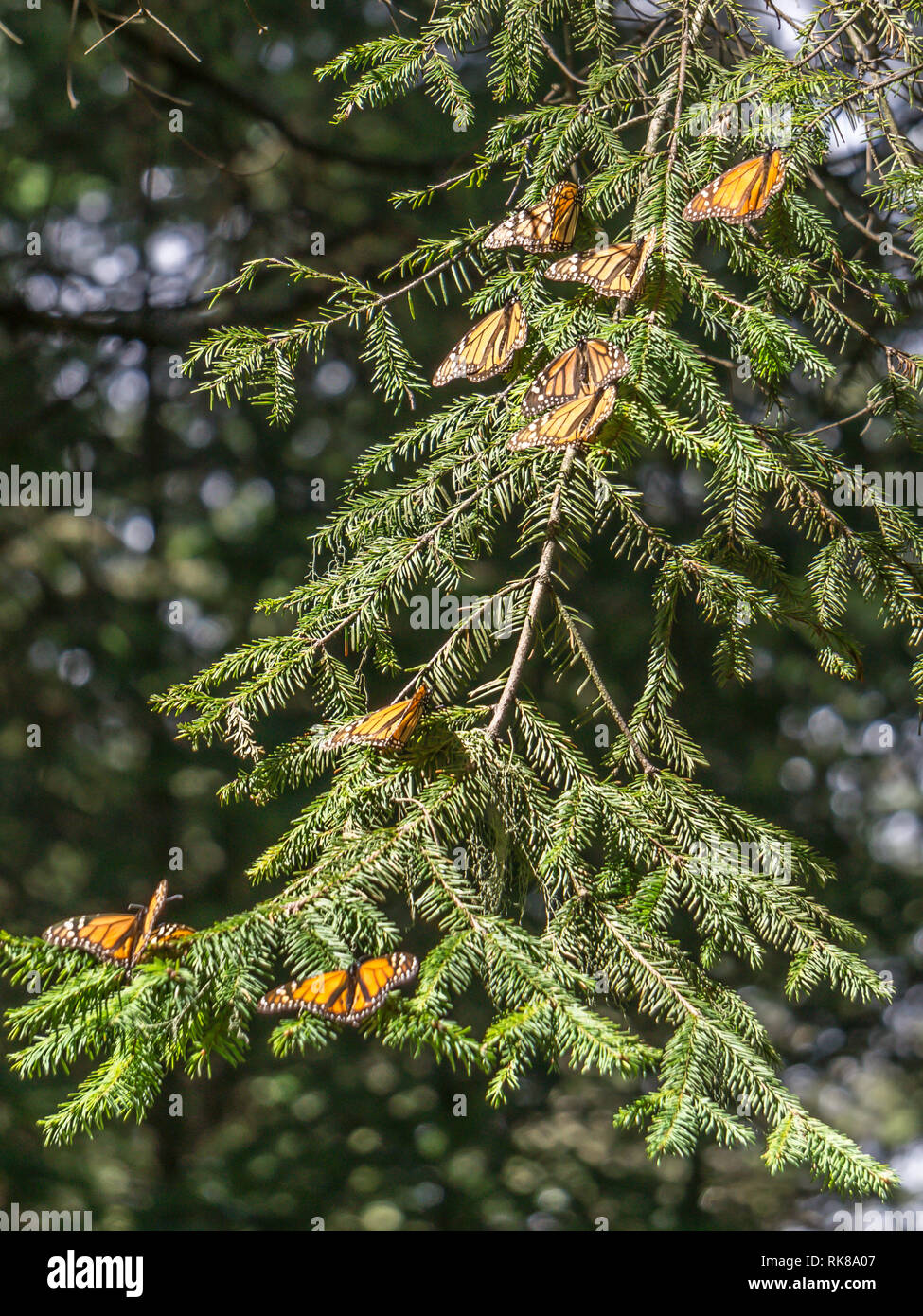 Farfalle monarca sui rami di alberi a farfalla monarca Riserva della Biosfera nel Michoacan, Messico, un sito del Patrimonio Mondiale. Foto Stock
