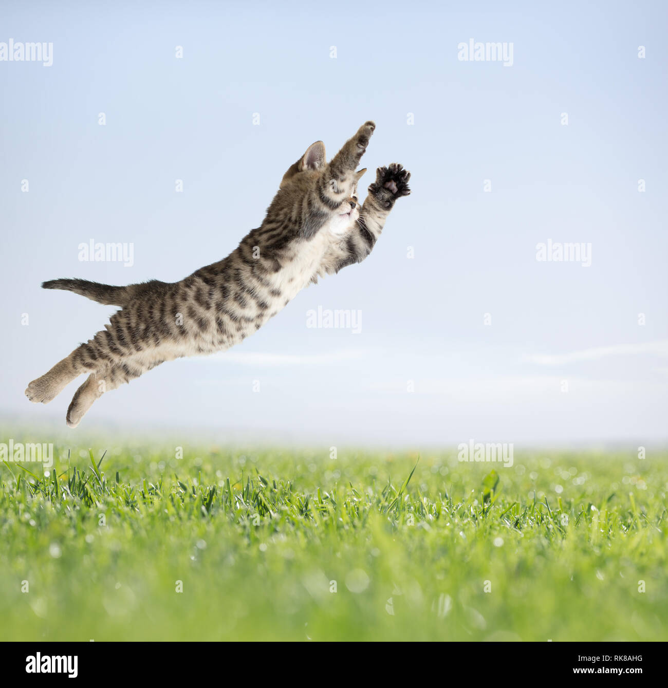Cat jumping in erba verde Foto Stock