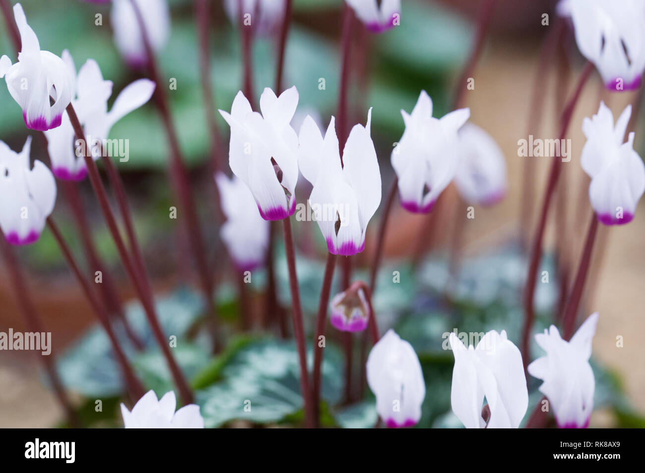 Cyclamen persicum ritratto di fiori. Ciclamino crescono in un ambiente protetto. Foto Stock