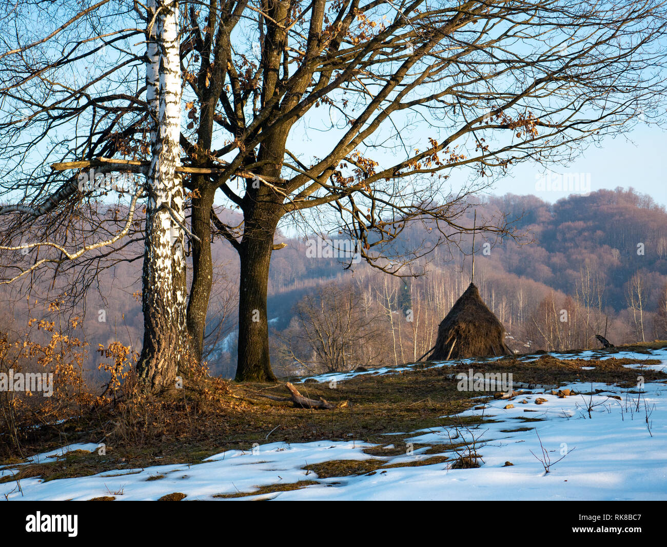 Alberi sullo sfondo di alte montagne al tramonto Foto Stock