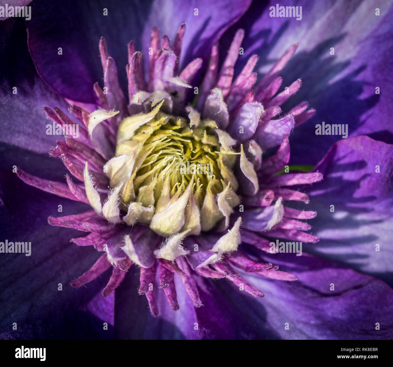 Un giardino preferito, un viola clematis flower brilla sotto la luce diretta del sole. Foto Stock