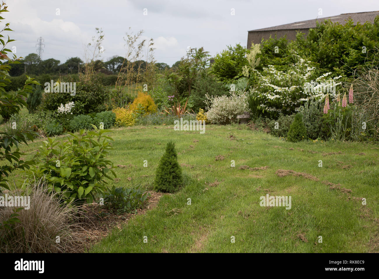 Summertime in un giardino inglese con layout formale di arbusti, alberi e copertura di circa il verde prato. Foto Stock