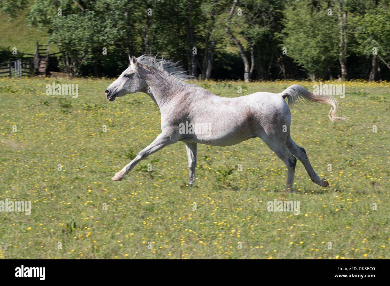 Cavalli domestici cantering attraverso di esso il campo di erba e renoncules dirigendosi verso il sole su una giornata d'estate in Inghilterra Foto Stock