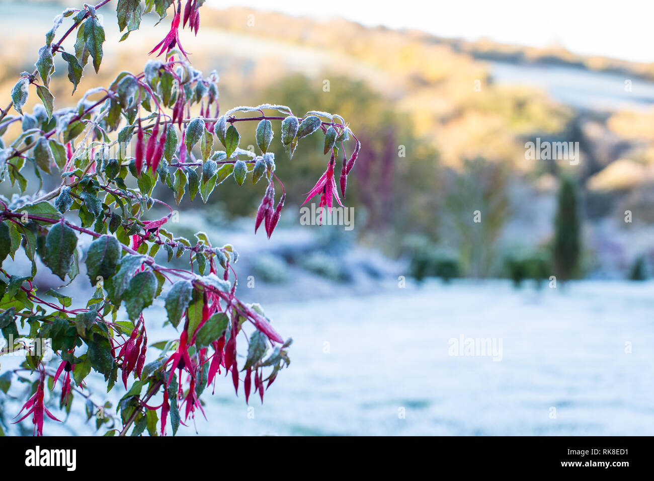 Una coperta di brina fucsia, con fiori di colore rosso è sulla sinistra con spazio su teh diritto per il testo. Mostra un British giardino d'inverno. Foto Stock