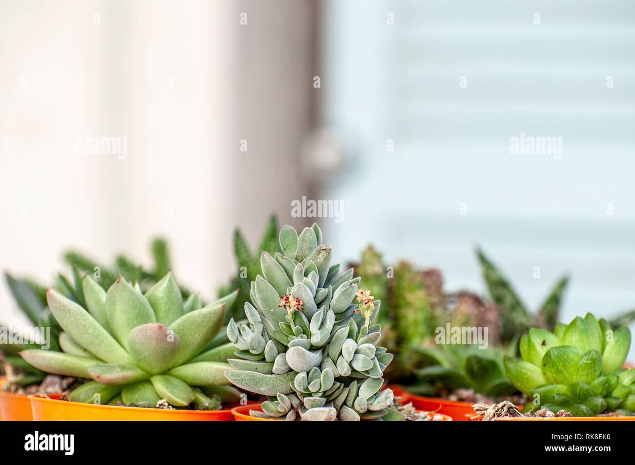 Raccolta di diversi cactus sul davanzale. Fotografato in Israele in gennaio Foto Stock