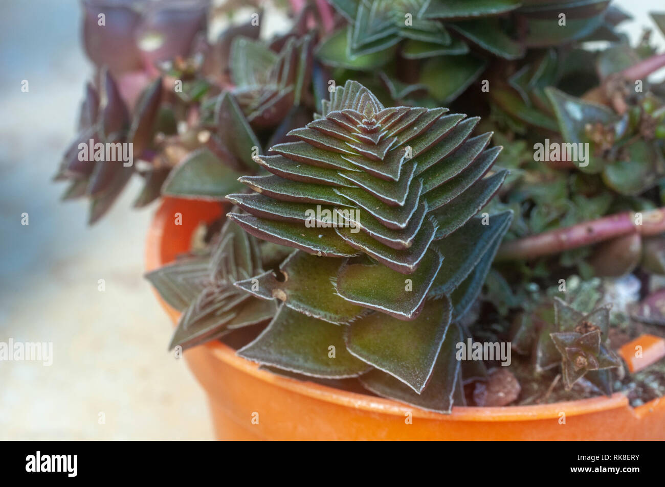 Forma compatta di Crassula capitella (Buddha tempio) è una pianta perenne piante succulente nativa per l'Africa australe. Fotografato in Israele in gennaio Foto Stock
