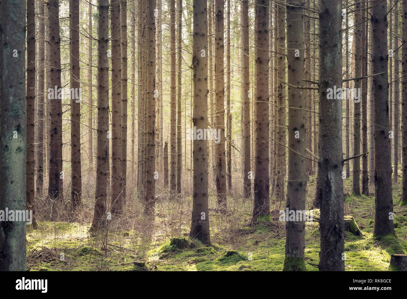 La luce del sole rottura attraverso gli alberi e i raggi di paglierino Foto Stock