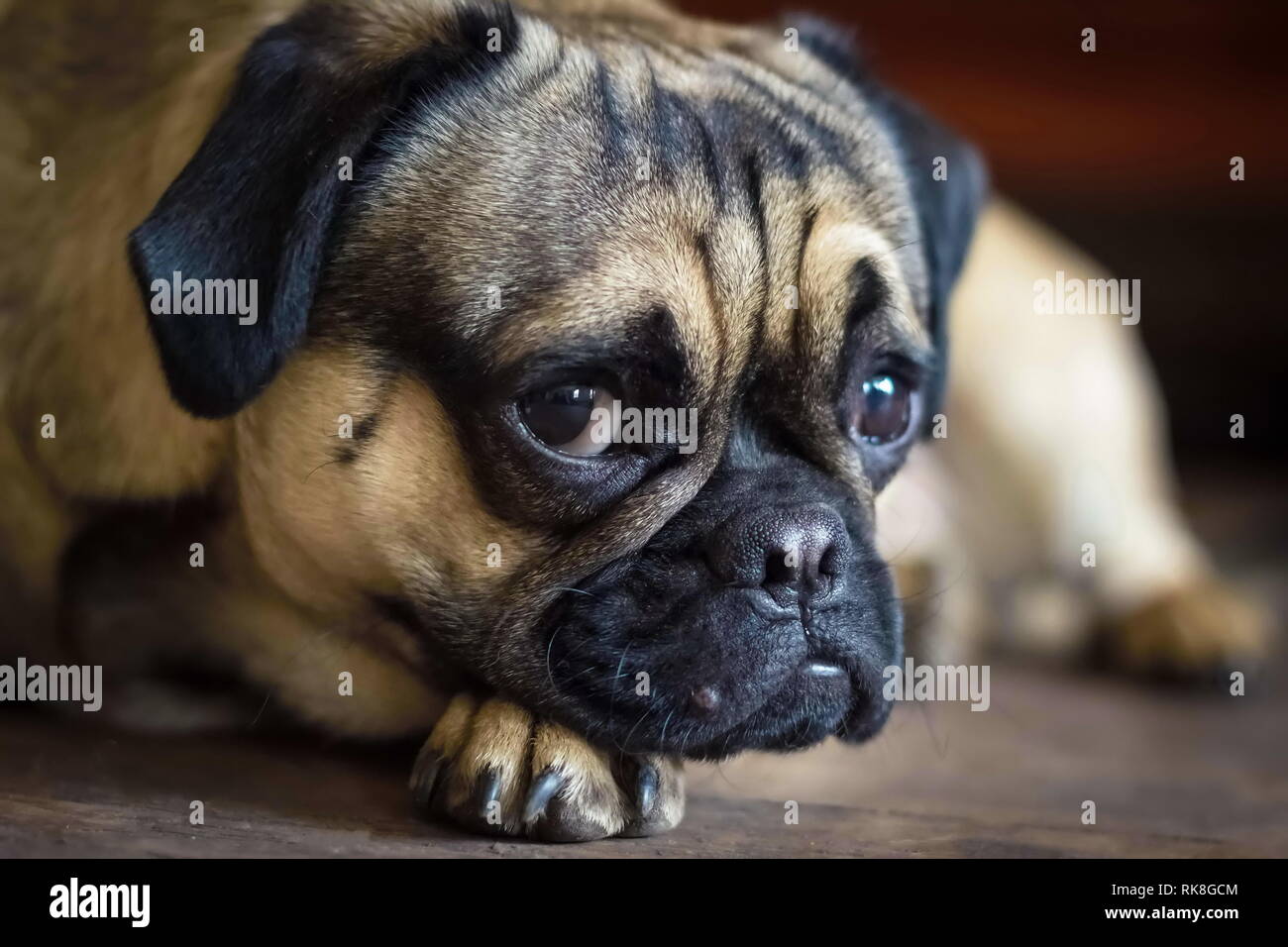 Bella lonely white pug dog posa su un pavimento Foto Stock