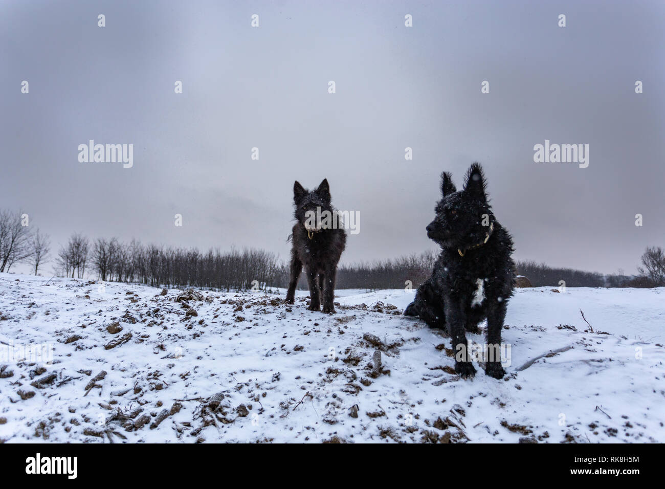 Pastore cani Foto Stock Pastore cani Foto Stock