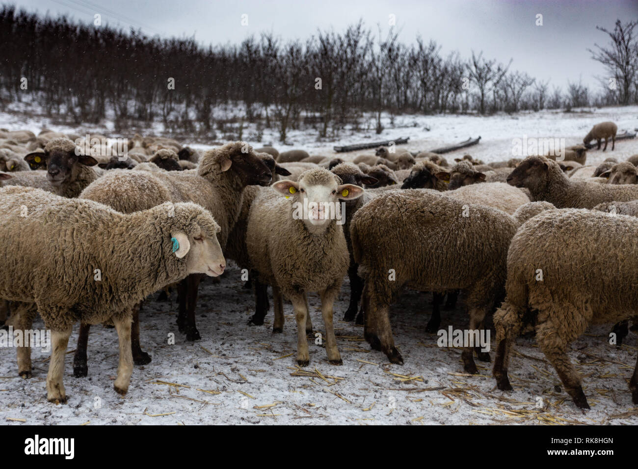 Gregge di pecore Foto Stock