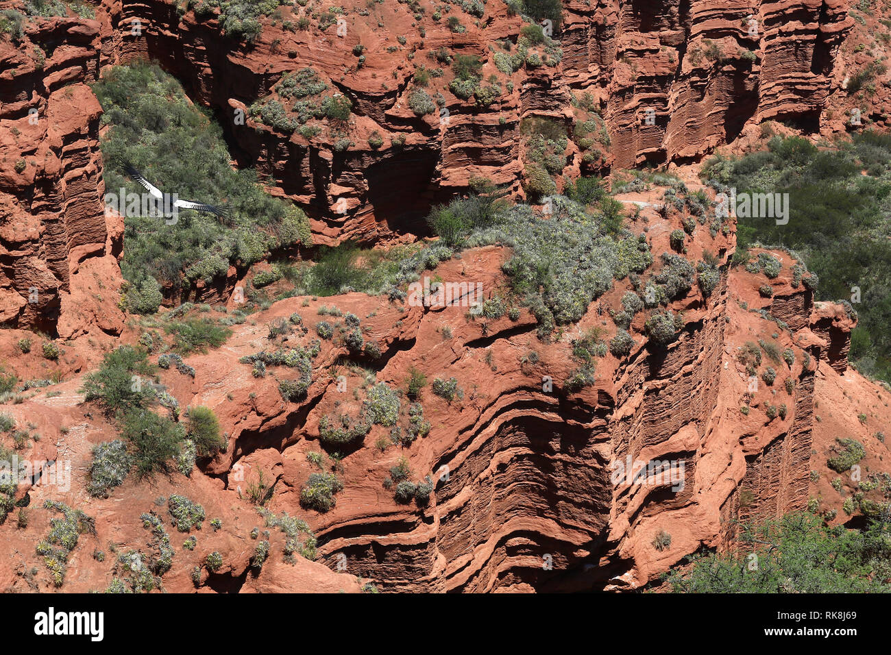 BUENOS AIRES, Argentina - 10 febbraio 2019: Eagle battenti nella Sierra de las quijadas gorge in San Luis, Argentina Foto Stock