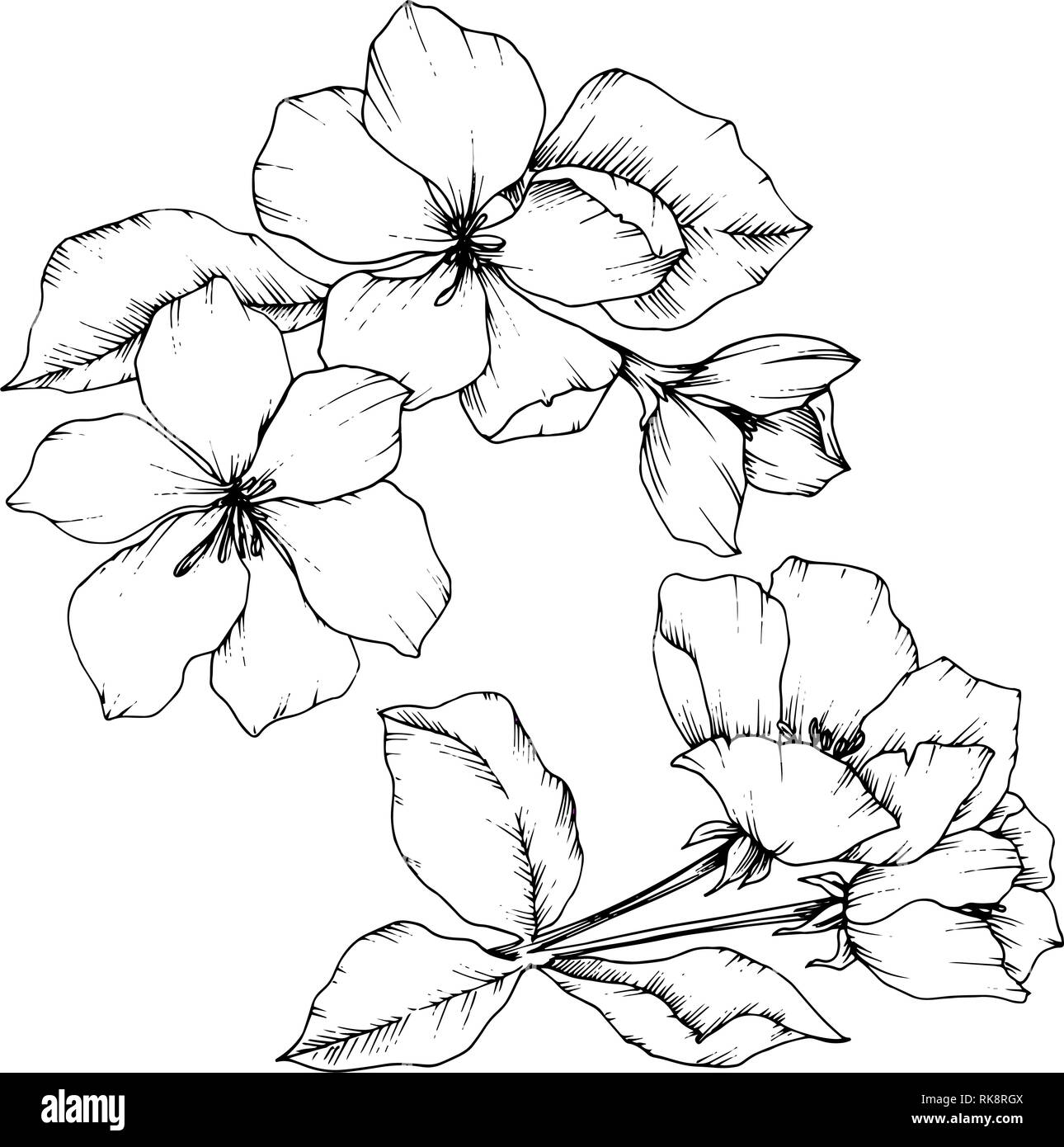 Vettore Apple Blossom floreale di fiori botanica. Bianco e nero inchiostro inciso art. Fiori isolati illustrazione elemento. Illustrazione Vettoriale