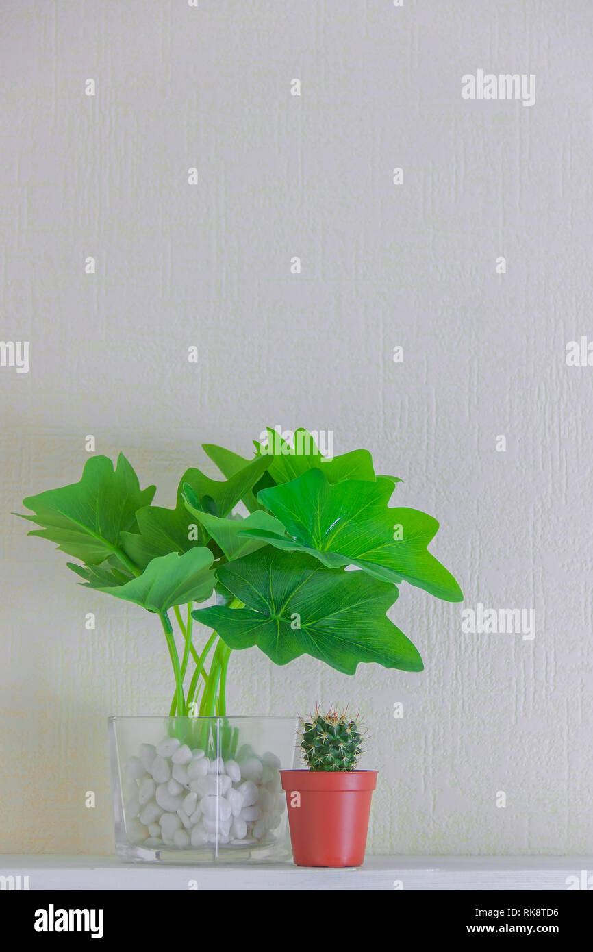 Houseplant e cactus nel carino pentole sul ripiano di legno sul muro bianco con copia spazio. Stile minimalista decorazione design. Foto Stock