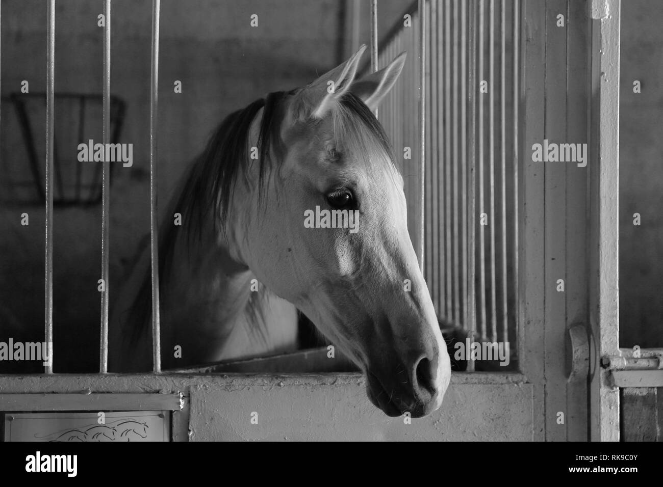 Un cavallo in un allevamento di cavalli, cura dal fienile finestra. Foto Stock