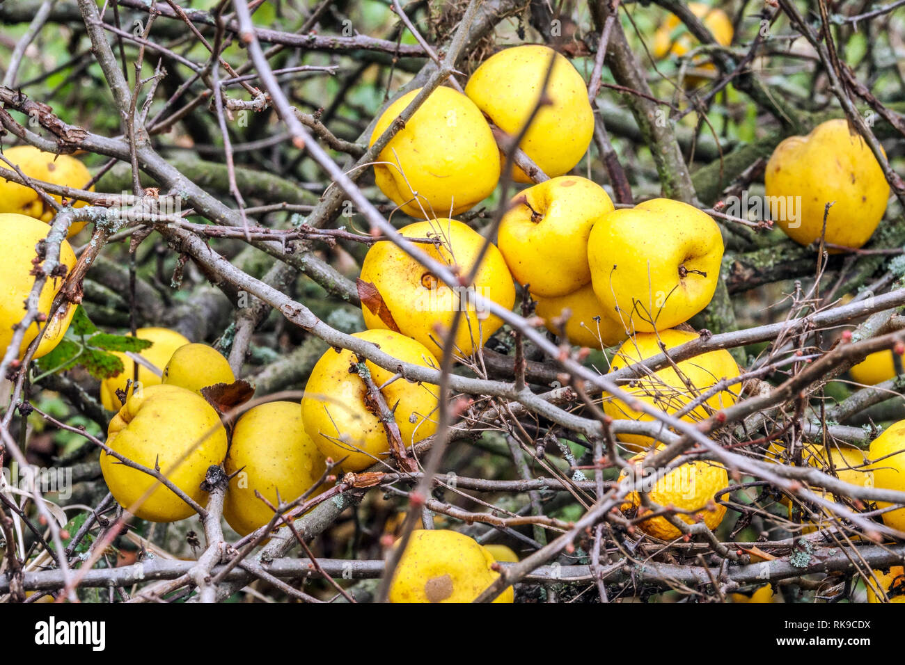 Frutti di mela cotogna giapponese frutta Chenomeles, pianta autunnale Foto Stock