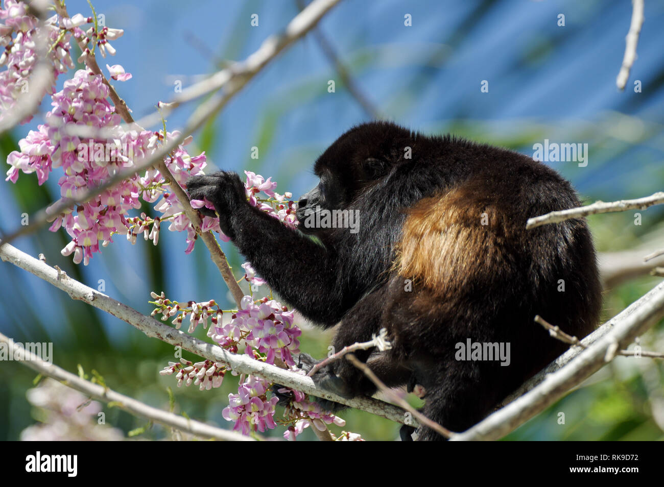 Golden-mantled ululati scimmia sull alimentazione di rosa fiori di acacia Foto Stock