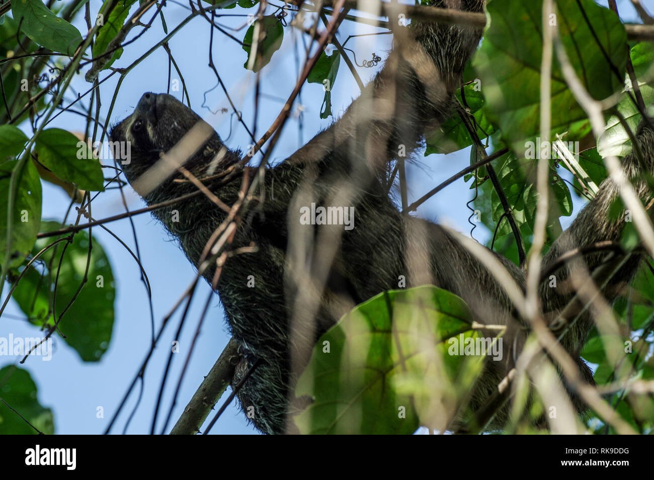 Marrone-throated bradipo appeso fuori in una struttura ad albero su Isla Cristobal in Bocas Del Toro arcipelago, Panama Foto Stock