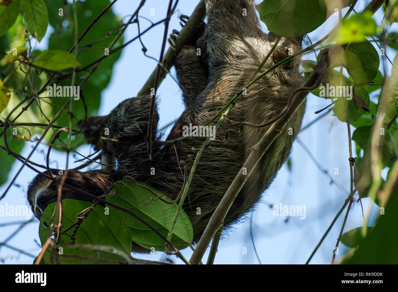Marrone-throated bradipo appeso fuori in una struttura ad albero su Isla Cristobal in Bocas Del Toro arcipelago, Panama Foto Stock