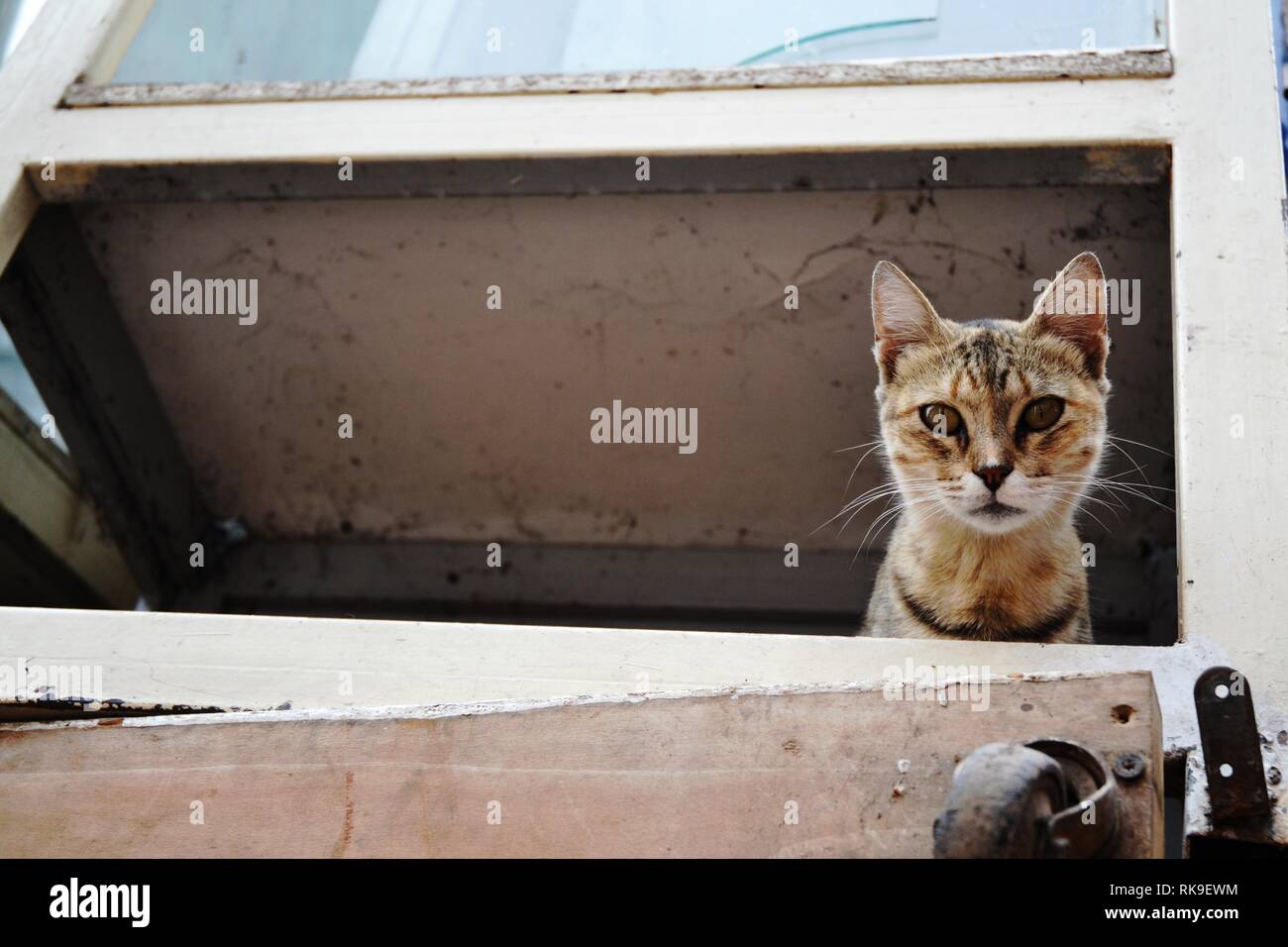 Close-Up ritratto della cute Cat Street Foto Stock