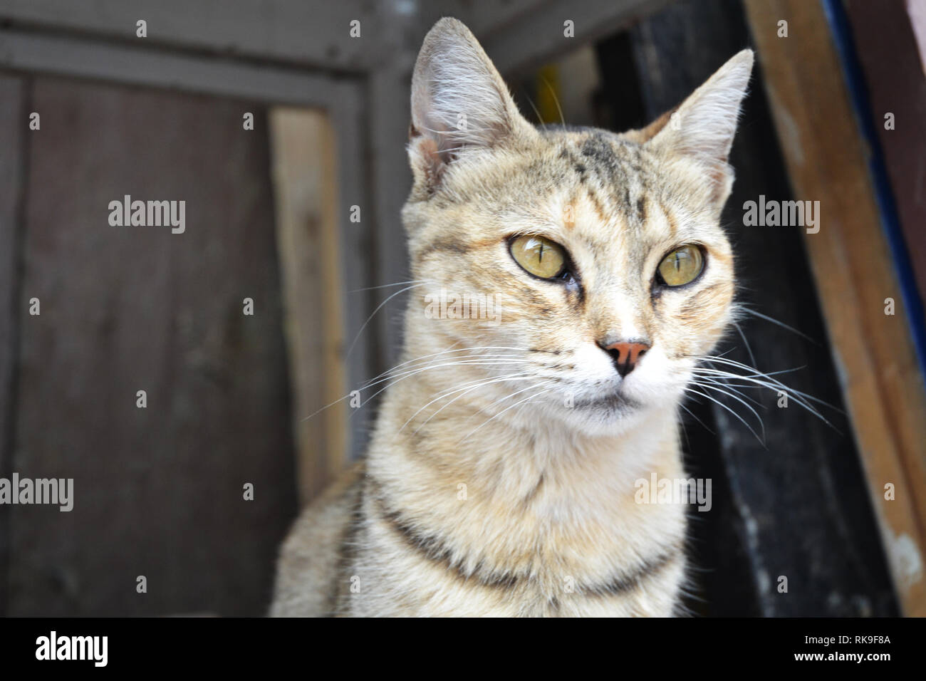 Close-Up ritratto della cute Cat Street Foto Stock