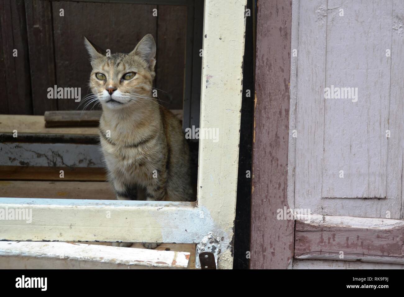 Close-Up ritratto della cute Cat Street Foto Stock