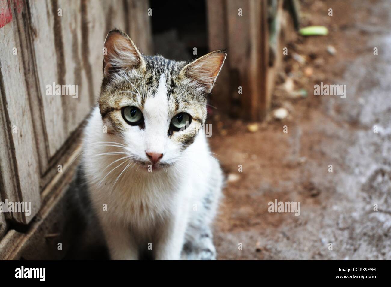 Close-Up ritratto della cute Cat Street Foto Stock