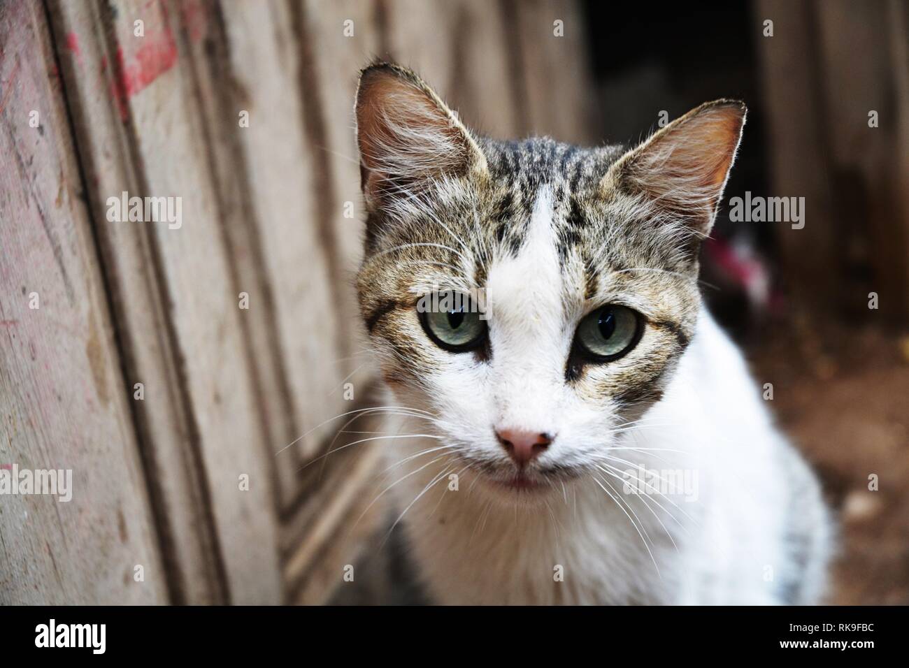 Close-Up ritratto della cute Cat Street Foto Stock