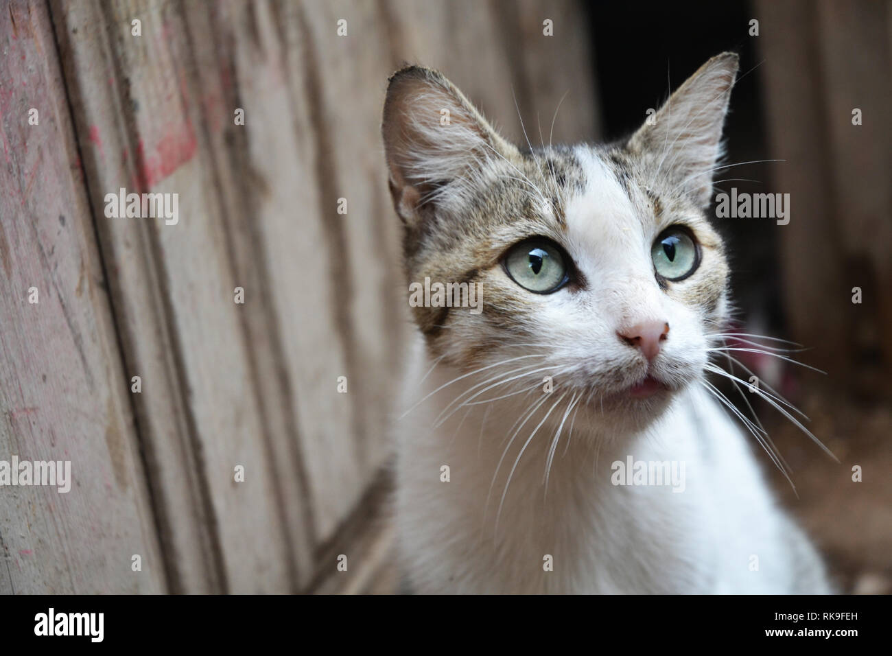 Close-Up ritratto della cute Cat Street Foto Stock