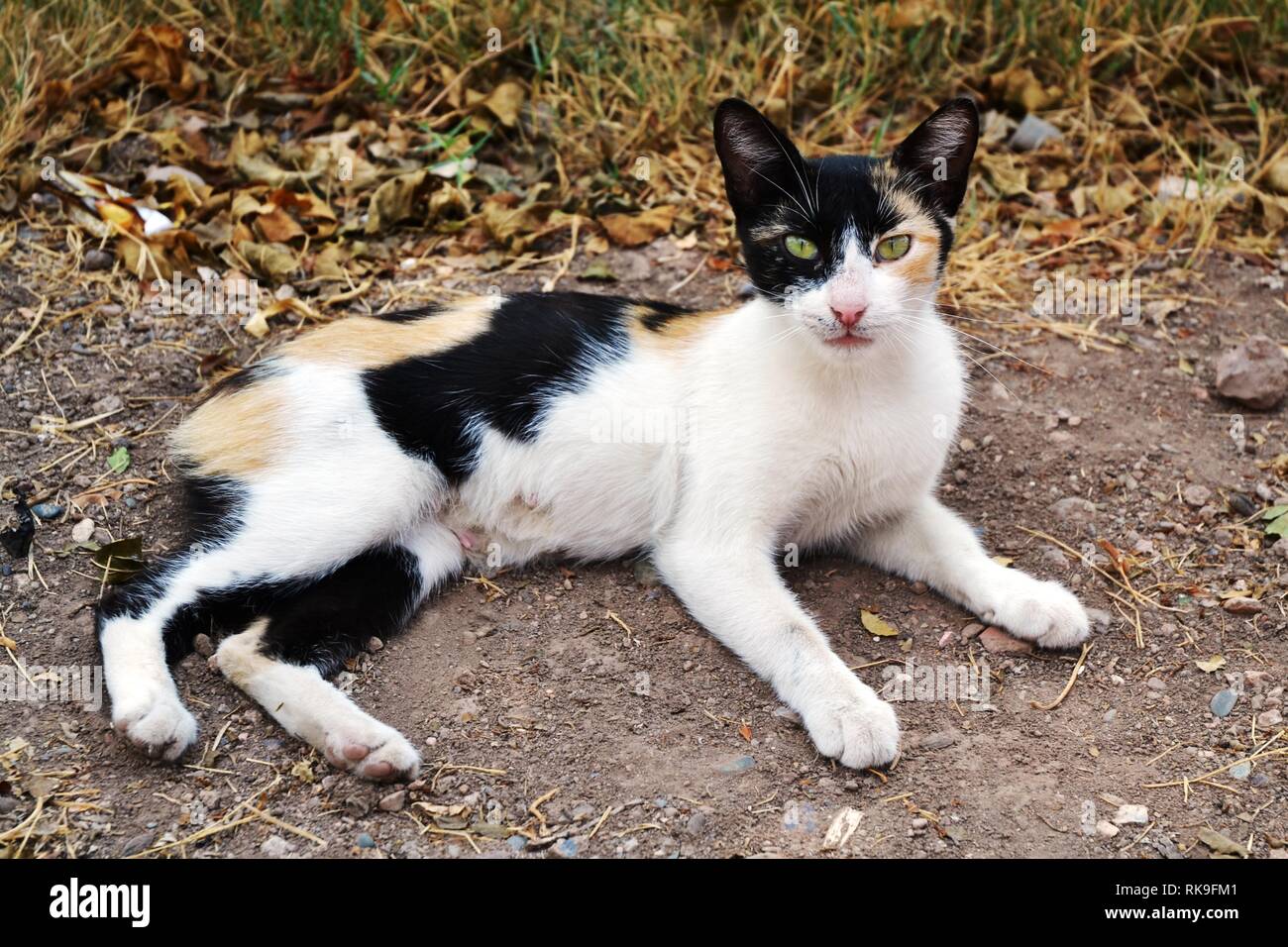 Awesome Black Cat Street Foto Stock