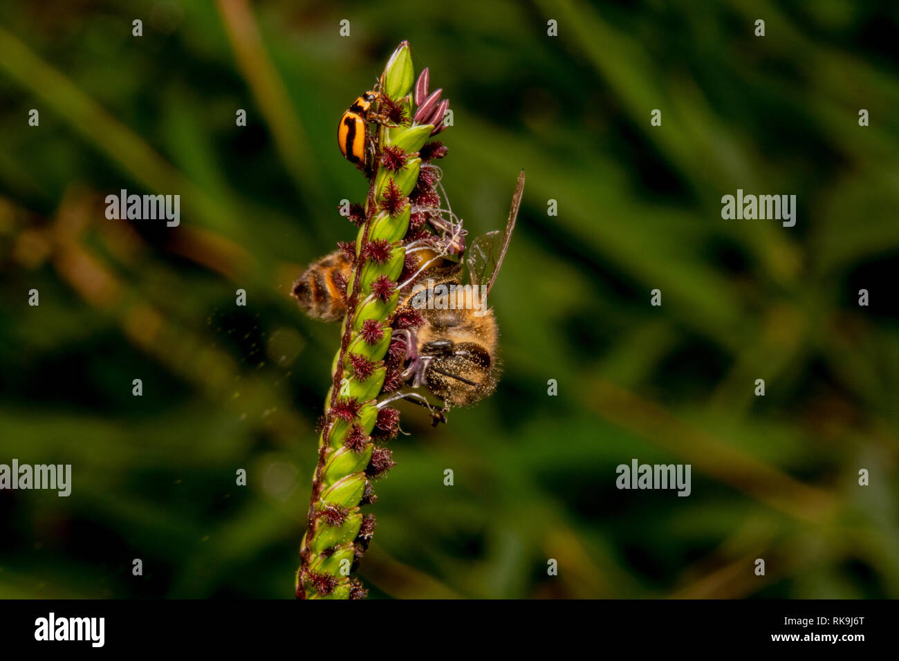 Il miele delle api contemplati nella seduta di polline capovolto su una pianta verde con fiori viola. Ladybug è anche in vista, coccinella sulla parte superiore e ape su in basso a destra Foto Stock