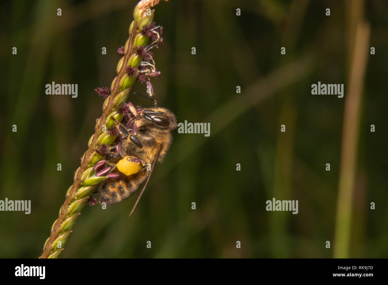 Il miele delle api arrampicarsi su un impianto orizzontale sul lato sinistro in cerca di nettare. Ape con sharp occhi cercando succo di fiori per fare il miele Foto Stock