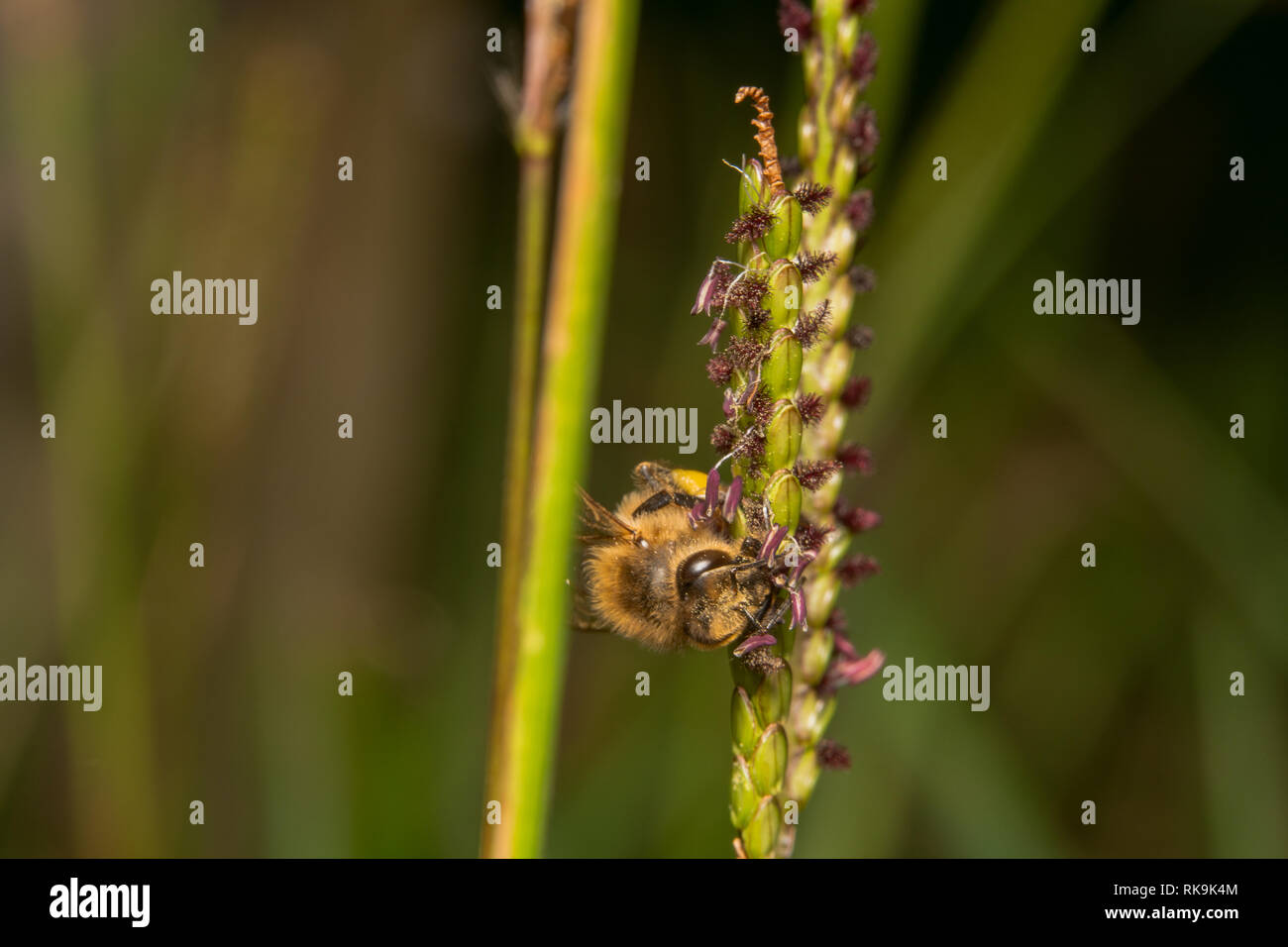 Il miele delle api in cerca di nettare, sbarcati sulla pianta verde con fiori viola. Ape è salire su un impianto lato/modo orizzontale Foto Stock