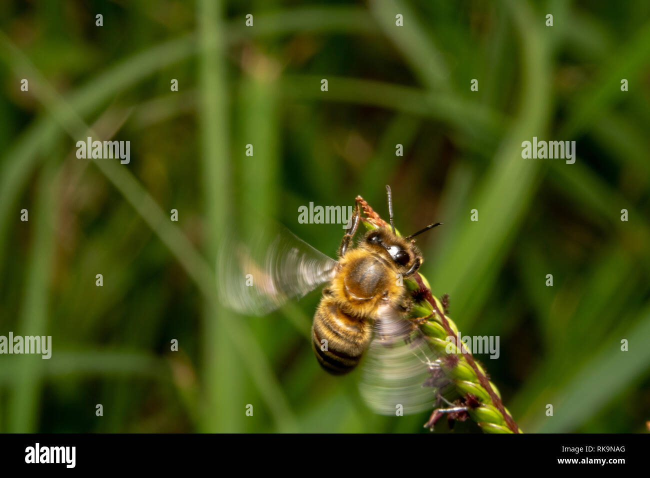 Bee bere/cerca di nettare off di una pianta verde con minuscoli fiori viola. Il miele delle api assomiglia ad un elicottero è attorno alla terra. Congelati flappy ali Foto Stock