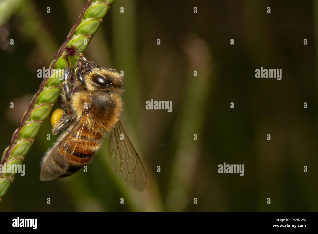Bee bere/cerca di nettare off di una pianta verde con minuscoli fiori viola. Bee sospeso verso il basso su una diagonale di impianto Foto Stock