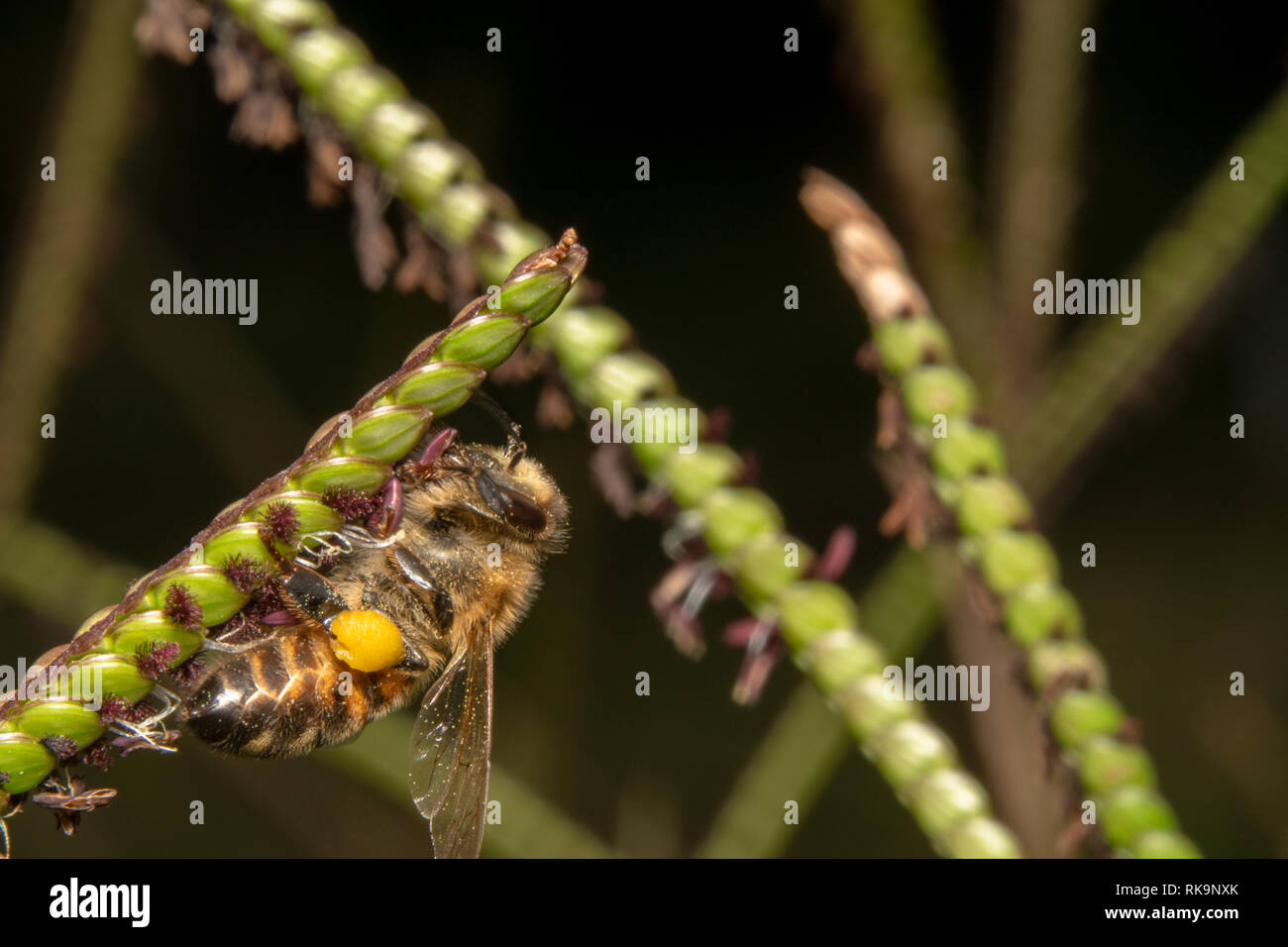 Bee bere/cerca di nettare off di una pianta verde con minuscoli fiori viola. Bee capovolto su un impianto in diagonale Foto Stock