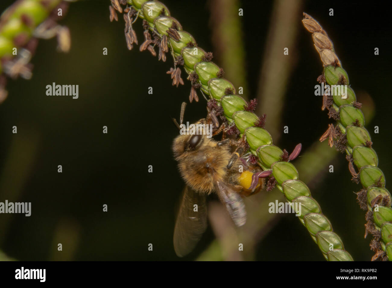 Bee bere/cerca di nettare off di una pianta verde con minuscoli fiori viola. Ape è arricciato su un impianto di diagonale con antenne fino Foto Stock