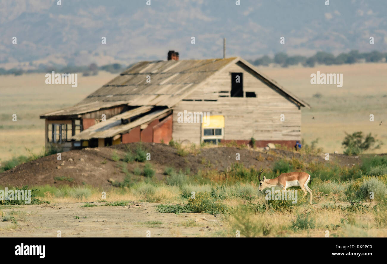 Goitered gazelle (Gazella subgutturosa) passando un'azienda abbandonata in Vashlovani National Park, Georgia. Foto Stock