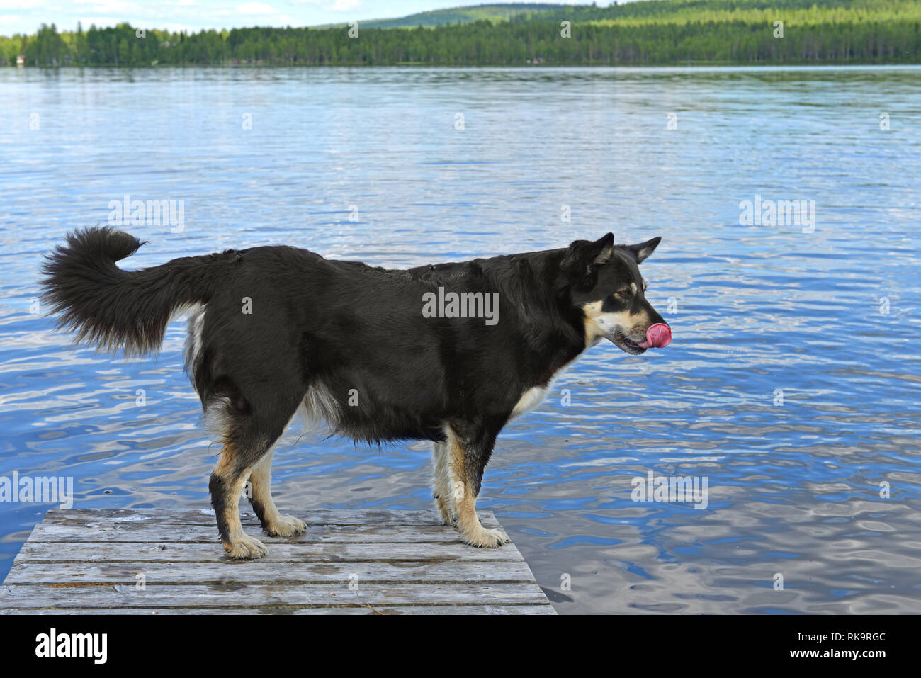 Lapponian herder (Lapinporokoira o carenza di Lapp renne cane o Lapsk Vallhund) è leccare su sfondo blu del lago. La Lapponia finlandese Foto Stock