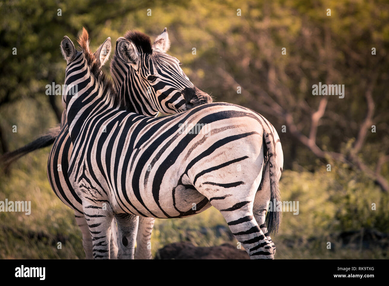 Due zebre nuzzle ogni altro in Umkhuze Game Reserve, Isimangaliso Wetland Park, Sud Africa Foto Stock