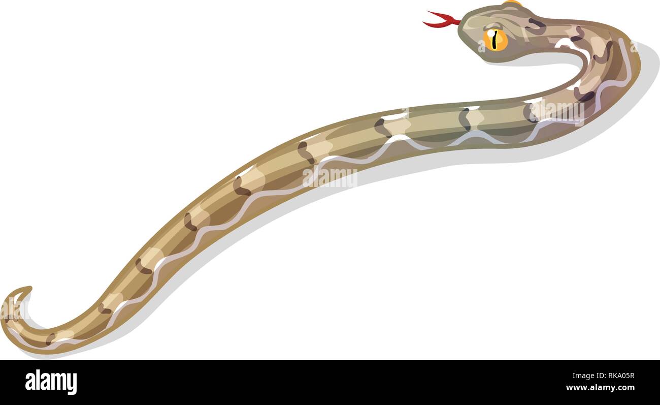 Vector cartoon clipart animale: echis snake Illustrazione Vettoriale
