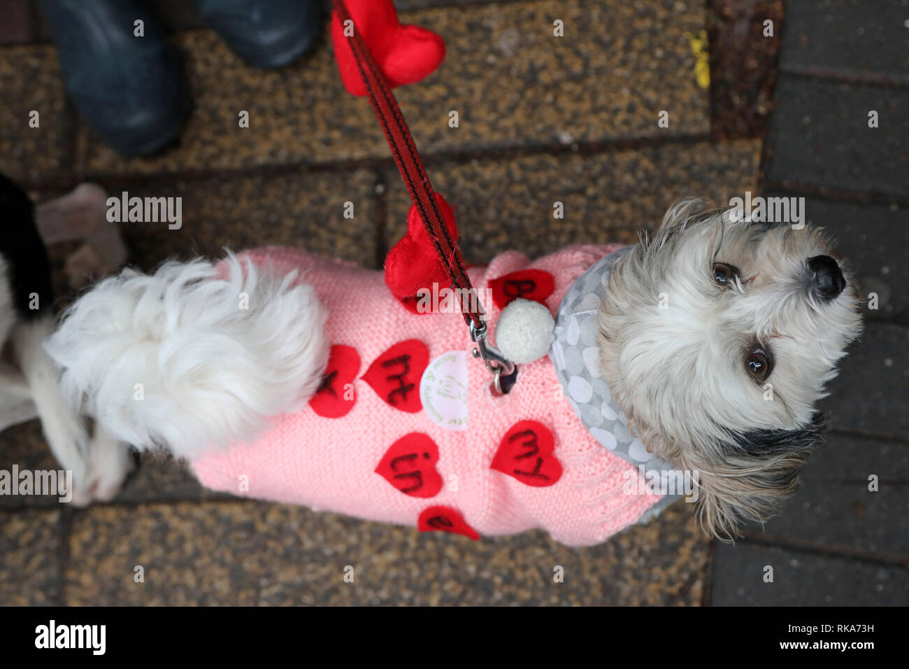 Londra, Regno Unito. Il 10 febbraio 2019. Trixie la Pompoo indossando amore cuori dicendo essere il mio Valentino a tutti i cani di questione di San Valentino Dog Walk, Hampstead Heath, Londra Credito: Paul Brown/Alamy Live News Foto Stock