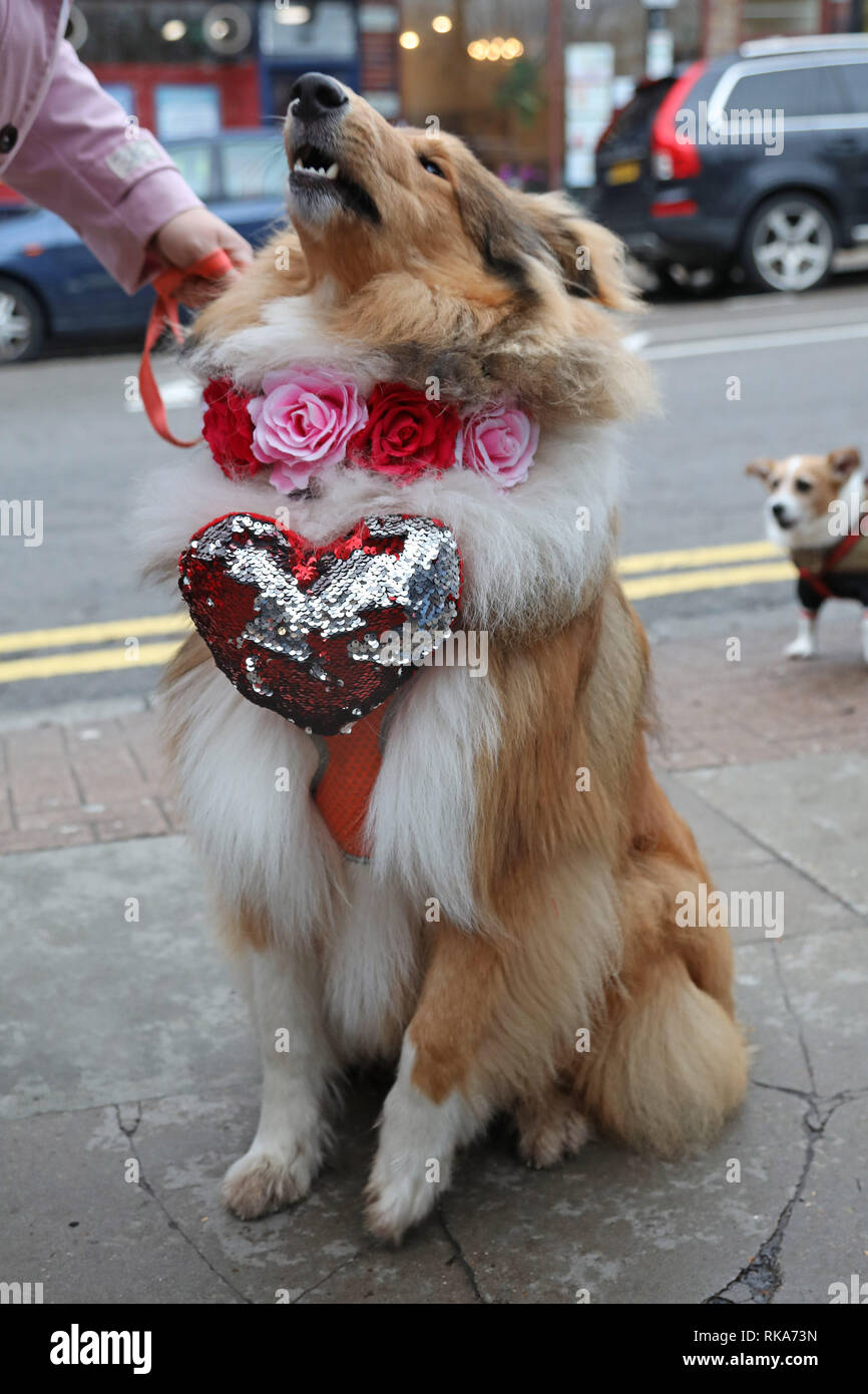 Londra, Regno Unito. Il 10 febbraio 2019. Fergus Rough Collie sport una grande, rosso, glittery cuore a tutti i cani di questione di San Valentino Dog Walk, Hampstead Heath, Londra Credito: Paul Brown/Alamy Live News Foto Stock