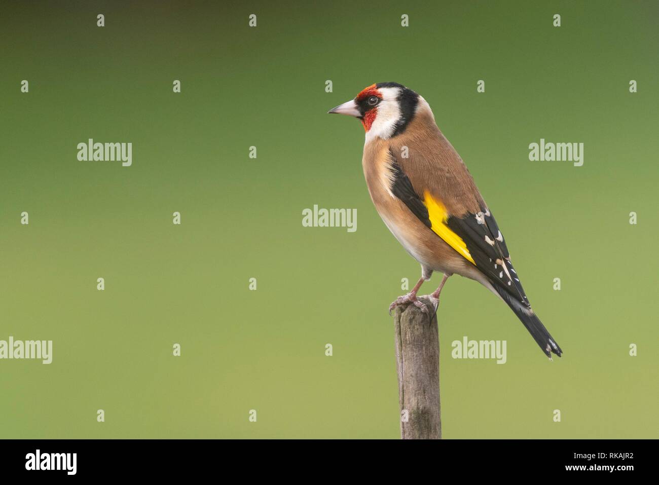 Cardellino appollaiate su un ramo Foto Stock