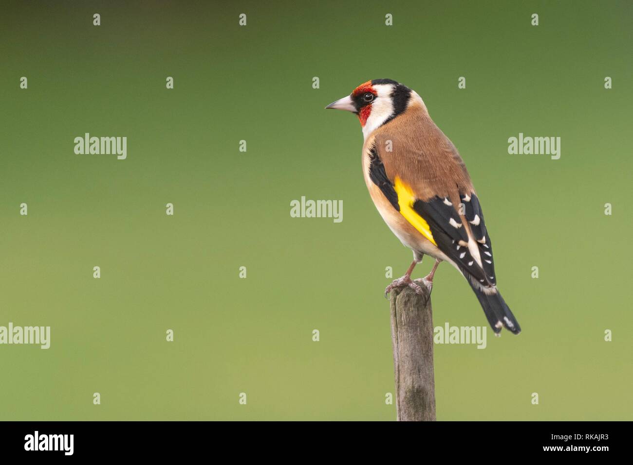 Cardellino appollaiate su un ramo Foto Stock